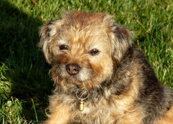 Photo de Border terrier