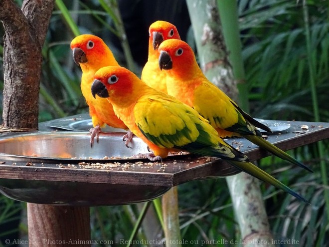 Photo de Conure soleil