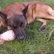 Photo de Berger belge malinois