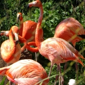 Photo de Flamand rose