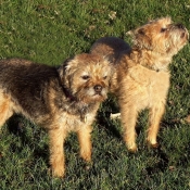 Photo de Border terrier