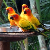 Photo de Conure soleil