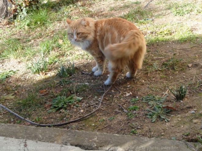 Photo de Chat domestique