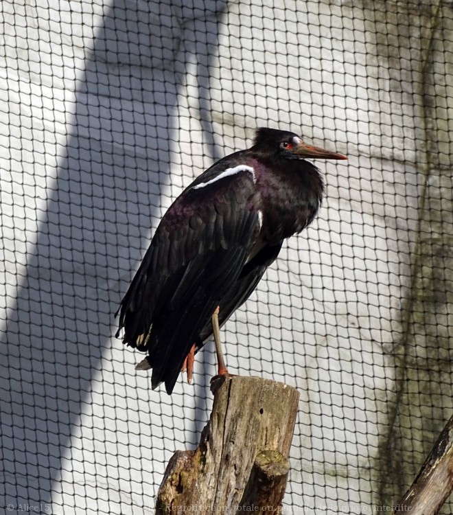 Photo de Cigogne