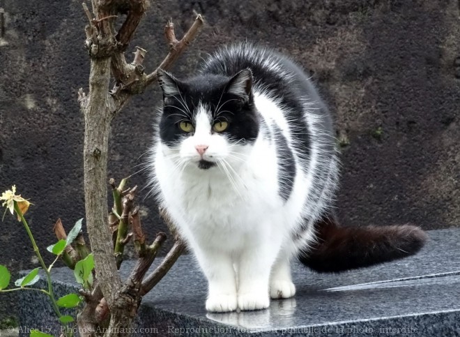 Photo de Chat domestique