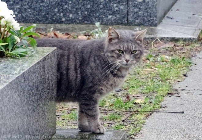 Photo de Chat domestique