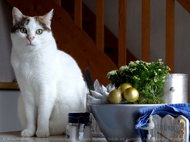 Photo de Chat domestique