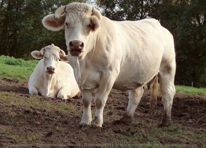 Photo de Vache - limousine