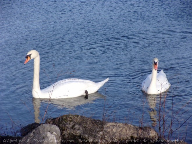 Photo de Cygne