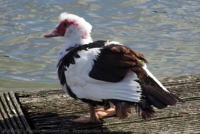 Photo de Canard de barbarie