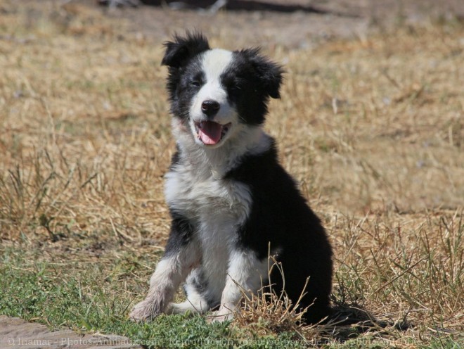 Photo de Border collie