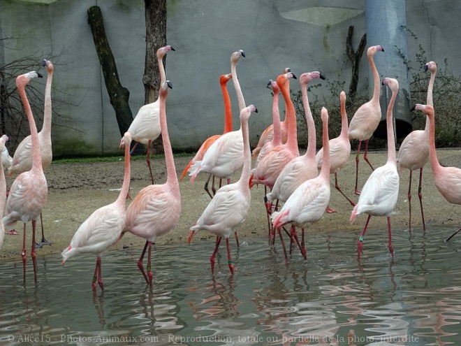 Photo de Flamand rose