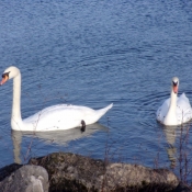 Photo de Cygne