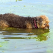 Photo de Border terrier