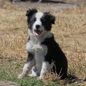 Photo de Border collie