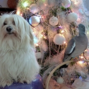 Photo de Coton de tulear