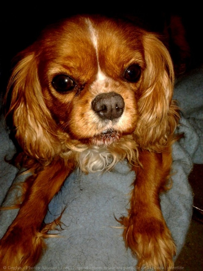 Photo de Cavalier king charles spaniel