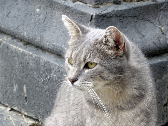 Photo de Chat domestique