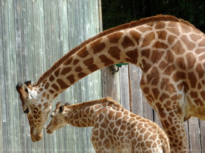 Photo de Girafe