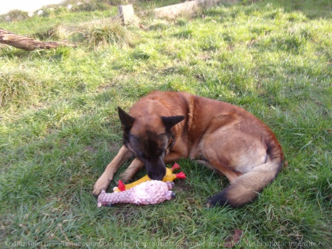 Photo de Berger belge malinois