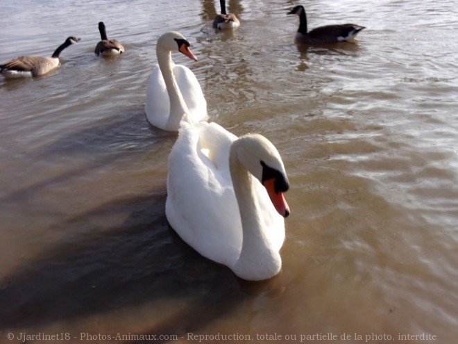 Photo de Cygne