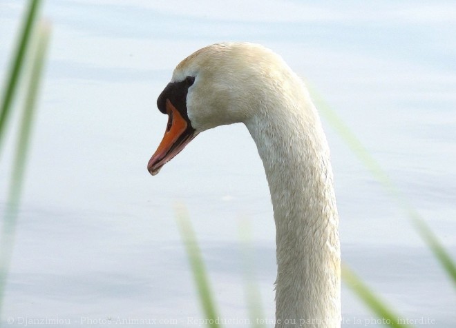 Photo de Cygne