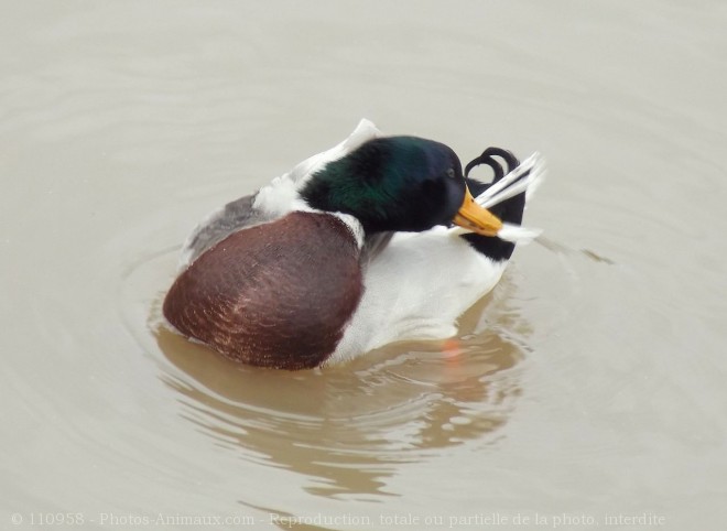 Photo de Canard colvert