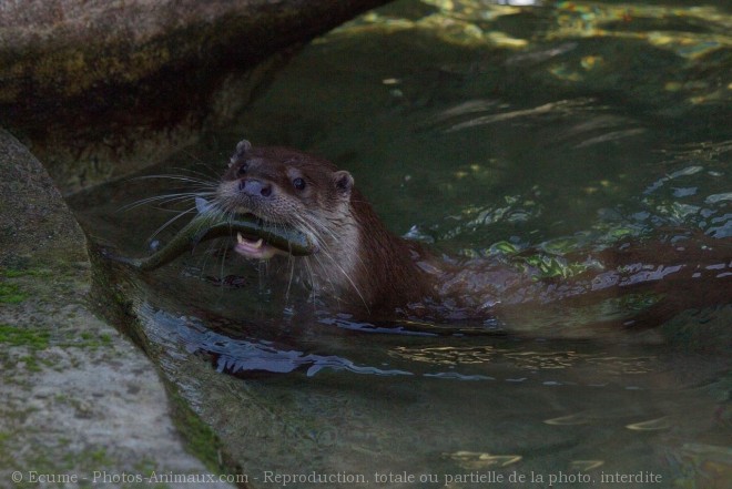 Photo de Loutre