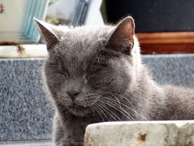 Photo de Chat domestique