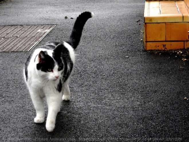 Photo de Chat domestique