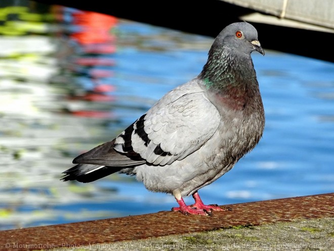 Photo de Pigeon