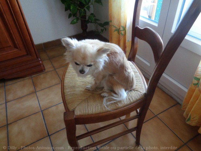 Photo de Chihuahua  poil long