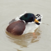 Photo de Canard colvert