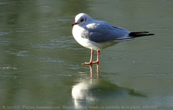 Photo de Mouette