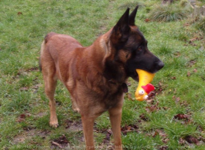 Photo de Berger belge malinois