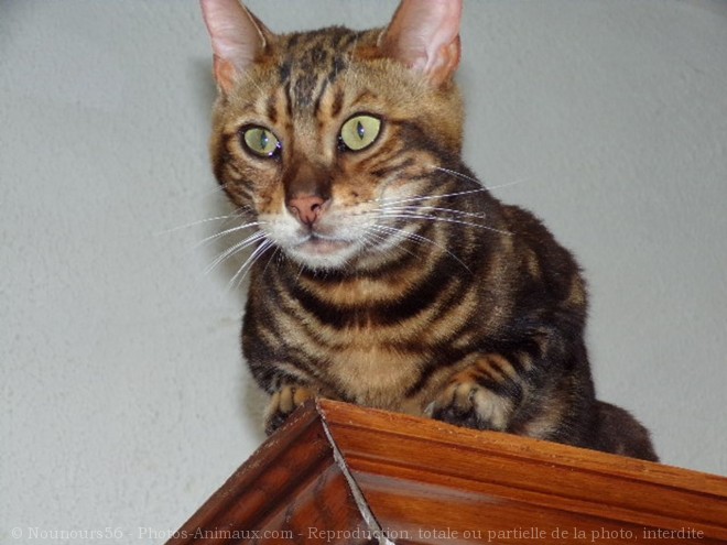 Photo de Bengal