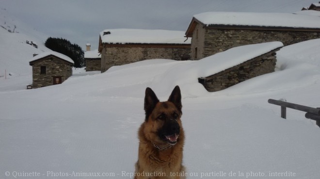 Photo de Berger allemand  poil court