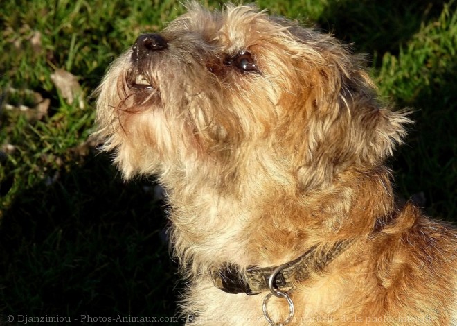 Photo de Border terrier