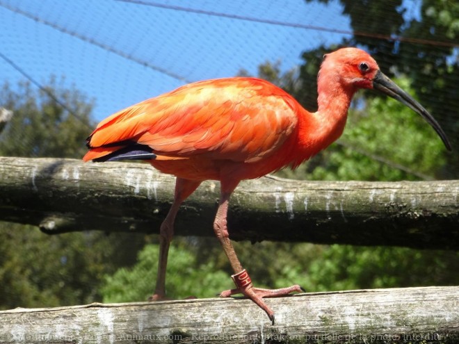 Photo d'Ibis rouge