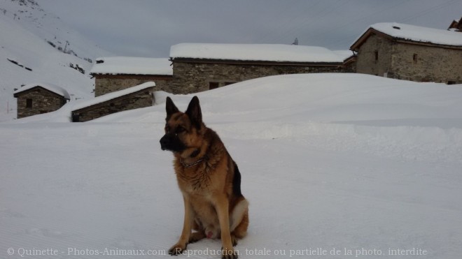 Photo de Berger allemand  poil court