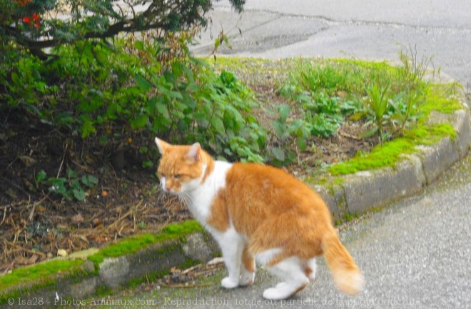 Photo de Chat domestique