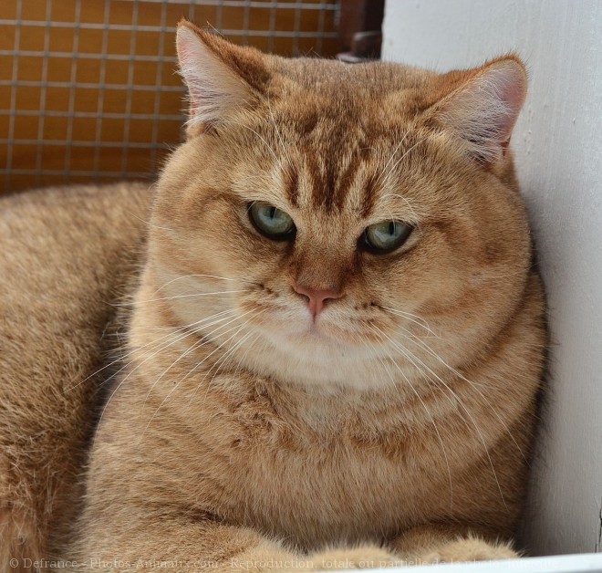 Photo de British shorthair