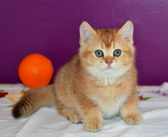 Photo de British shorthair