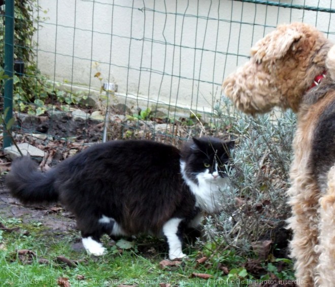 Photo de Races diffrentes