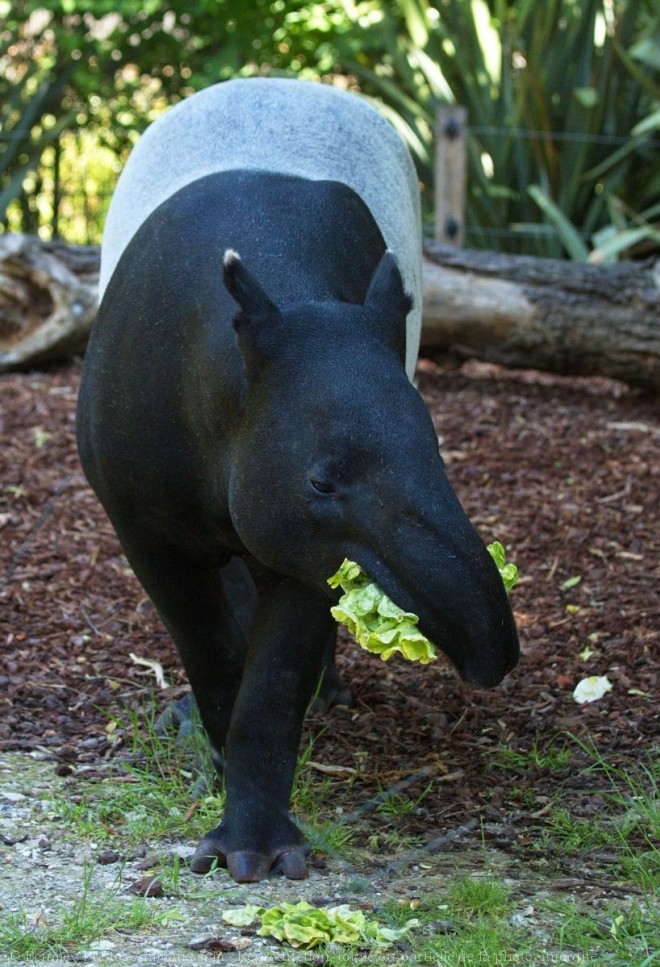 Photo de Tapir