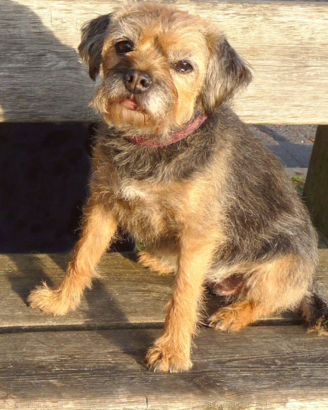 Photo de Border terrier