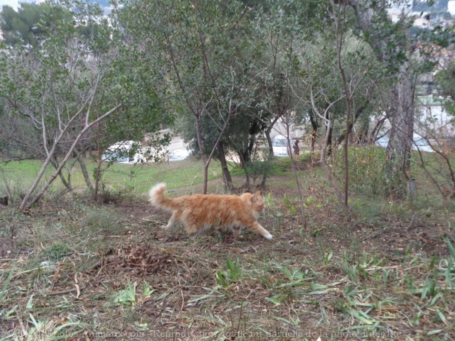 Photo de Chat domestique