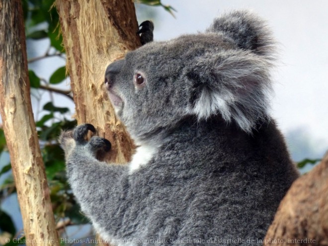 Photo de Koala