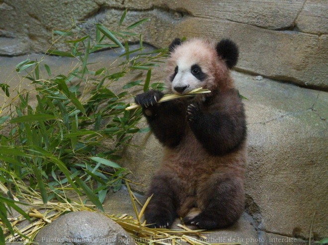 Photo de Panda