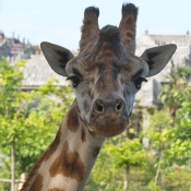 Photo de Girafe